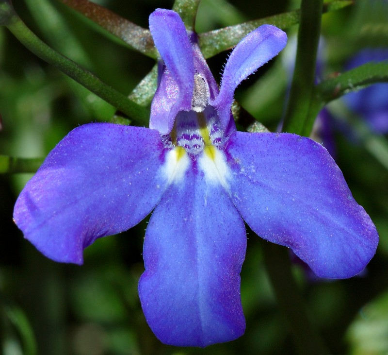 Lobelia Erinus